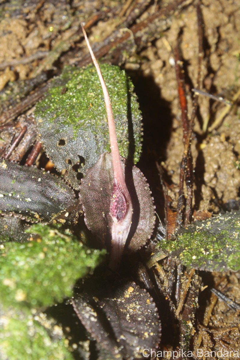 Cryptocoryne thwaitesii Schott